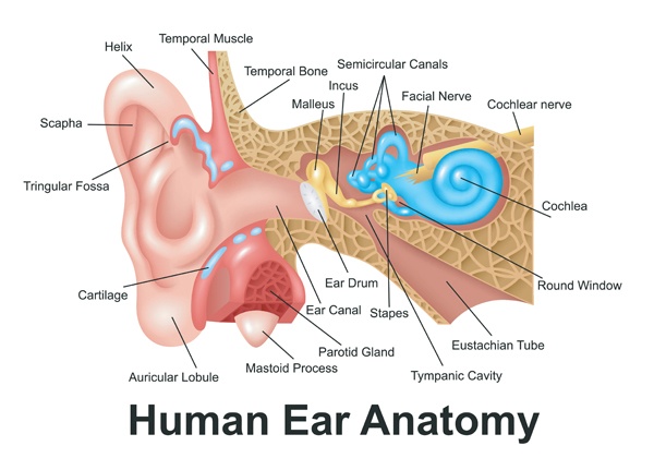 Ear diagram