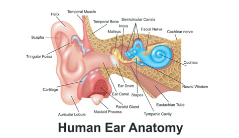 ear diagram-1